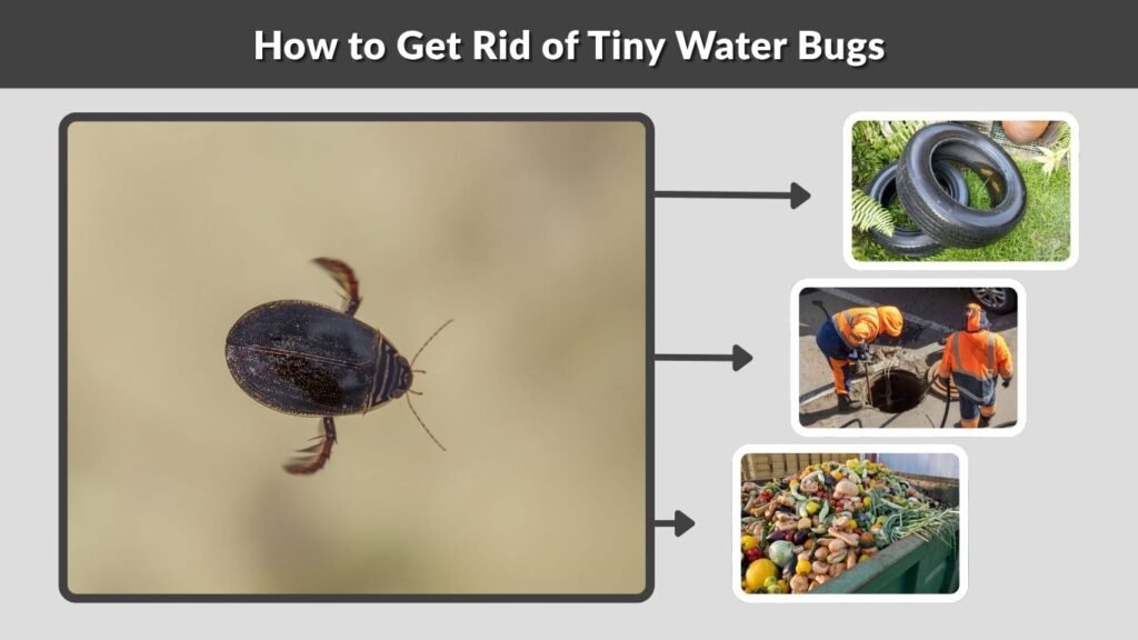 How to Get Rid of Tiny Water Bugs