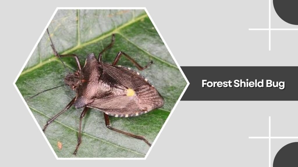 Forest Shield Bug