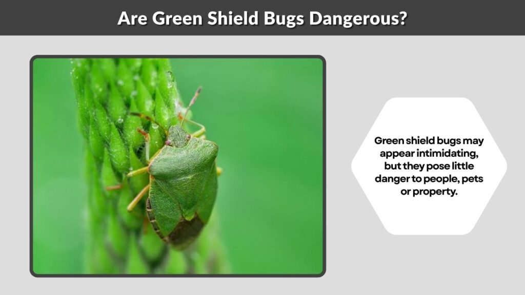 Are Green Shield Bugs Dangerous?