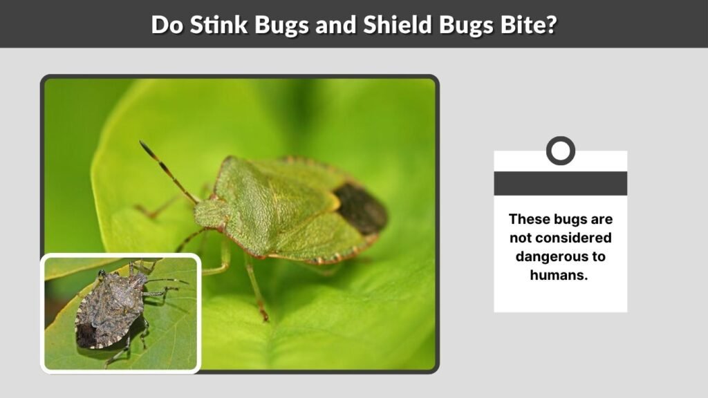 Do Stink Bugs and Shield Bugs Bite?
