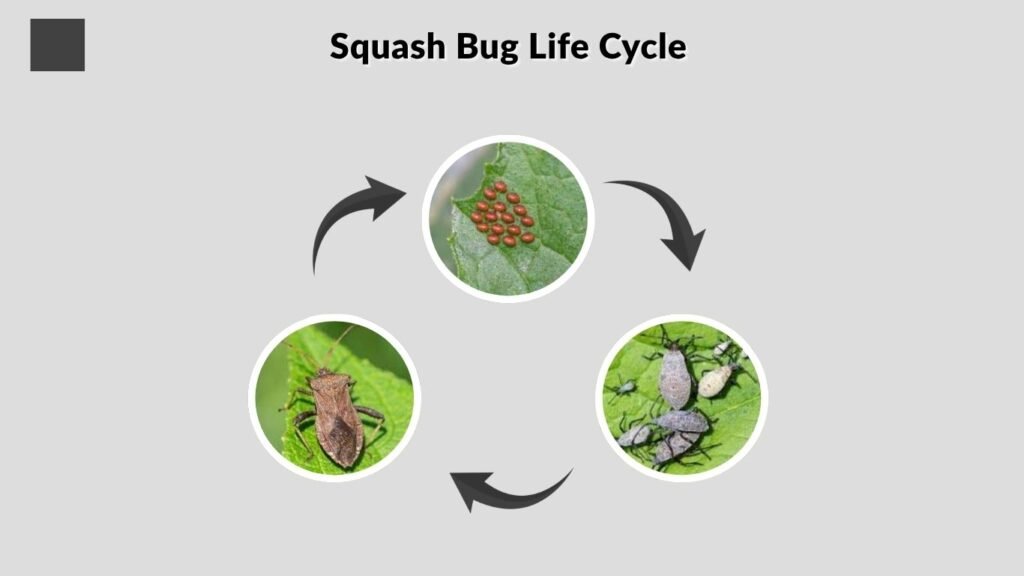 Squash Bug Life Cycle