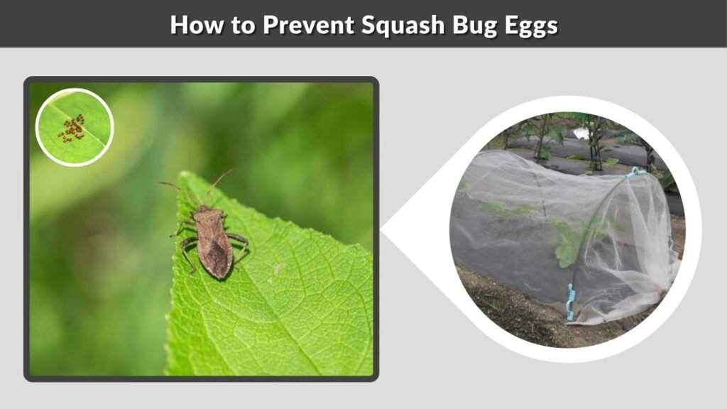 How to Prevent Squash Bug Eggs
