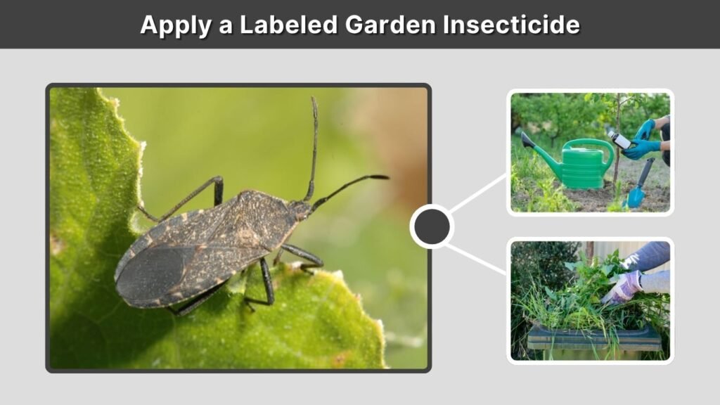 Apply a Labeled Garden Insecticide