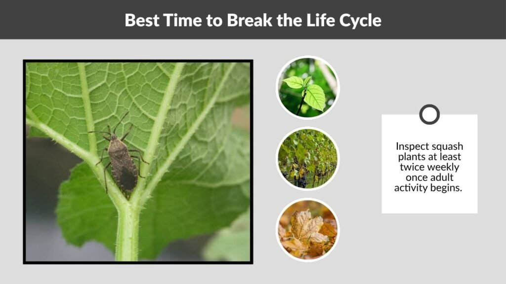 Best Time to Break the Life Cycle