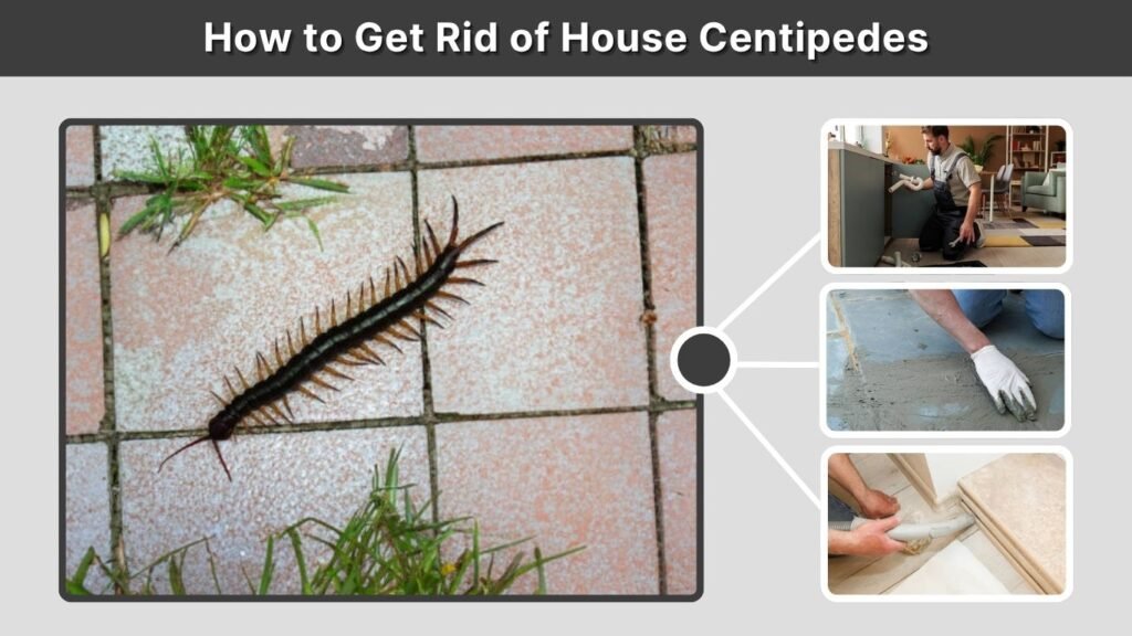 How to Get Rid of House Centipedes