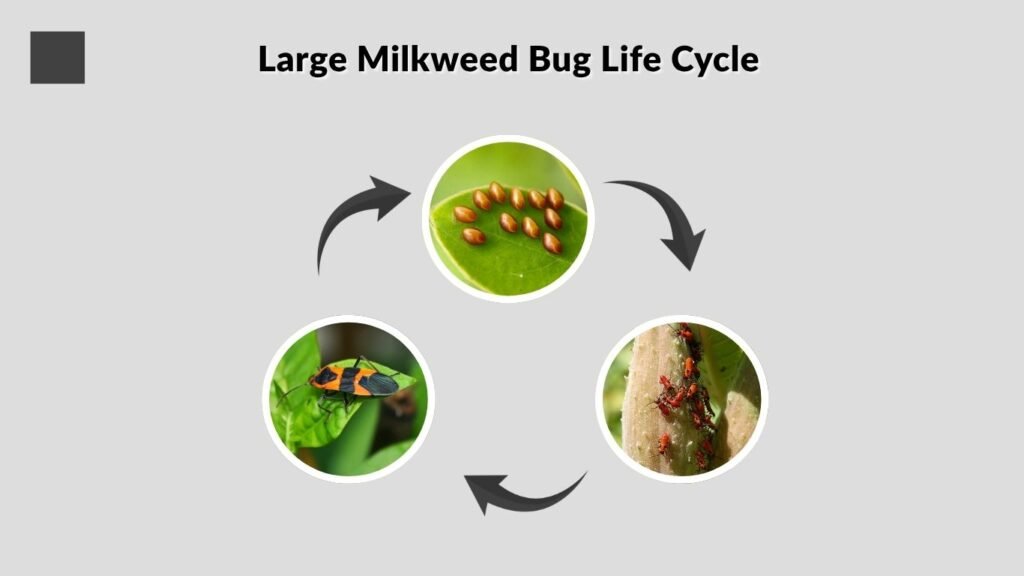 Large Milkweed Bug Life Cycle