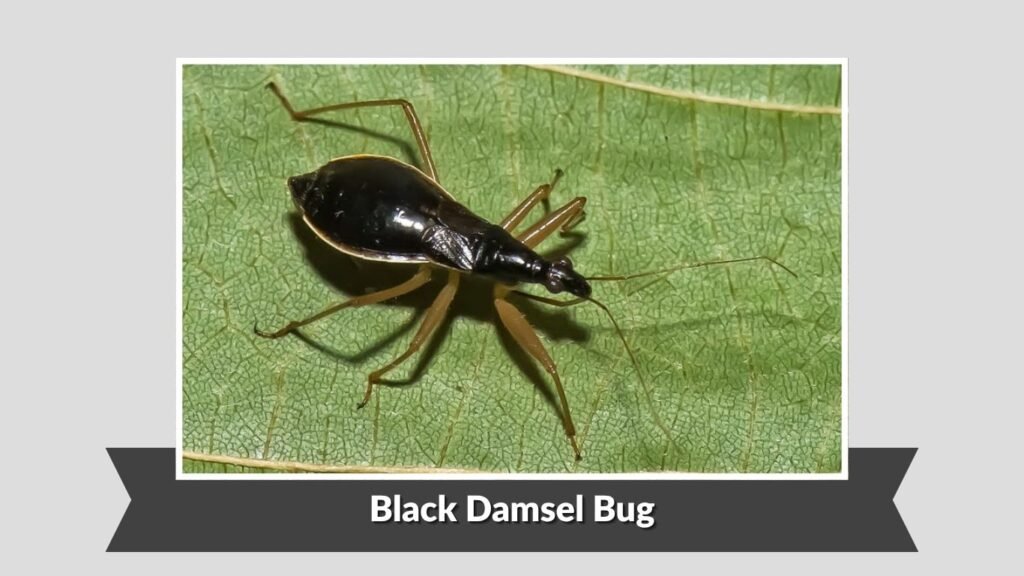 Black Damsel Bug