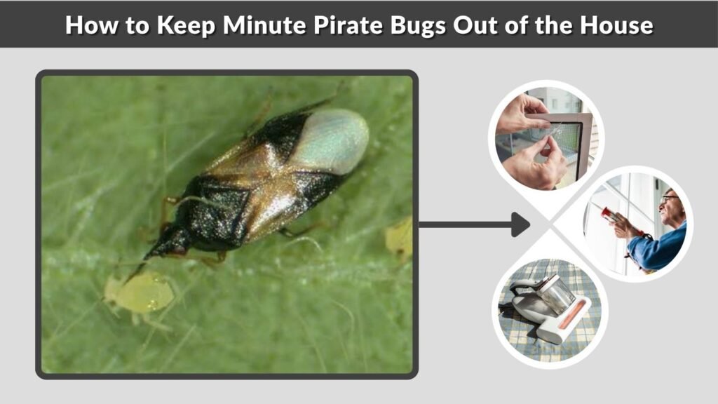 How to Keep Minute Pirate Bugs Out of the House