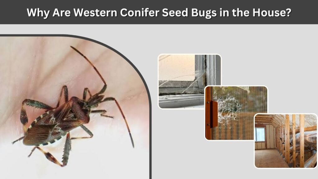 Why Are Western Conifer Seed Bugs in the House?