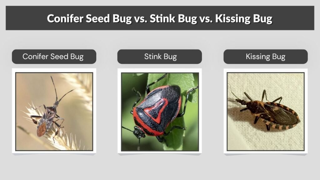 Conifer Seed Bug vs. Stink Bug vs. Kissing Bug
