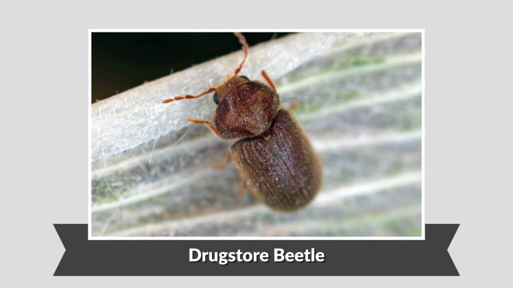 Drugstore Beetle