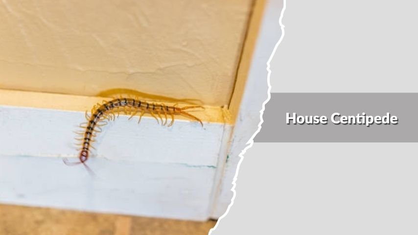 House Centipede