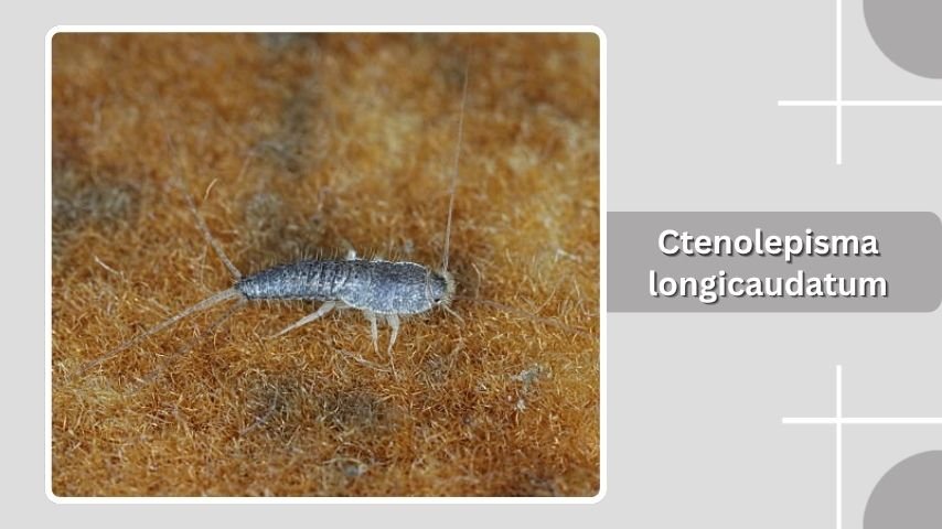Ctenolepisma longicaudatum