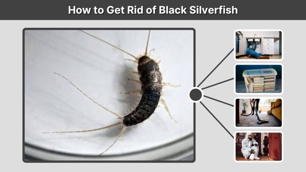 How to Get Rid of Black Silverfish