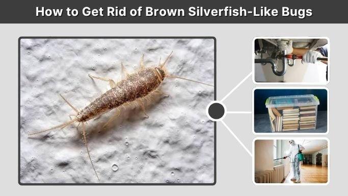 How to Get Rid of Brown Silverfish-Like Bugs