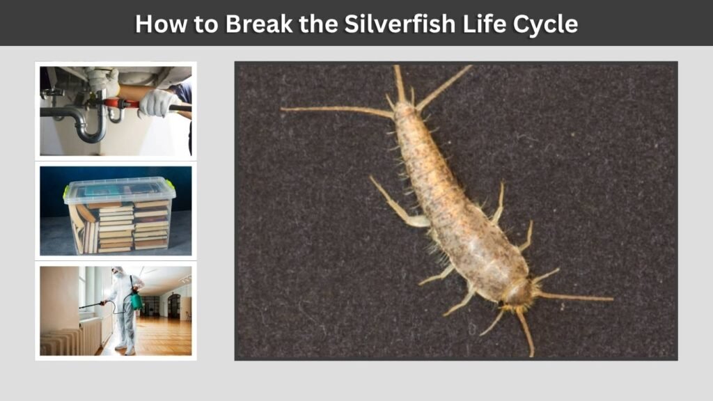 How to Break the Silverfish Life Cycle