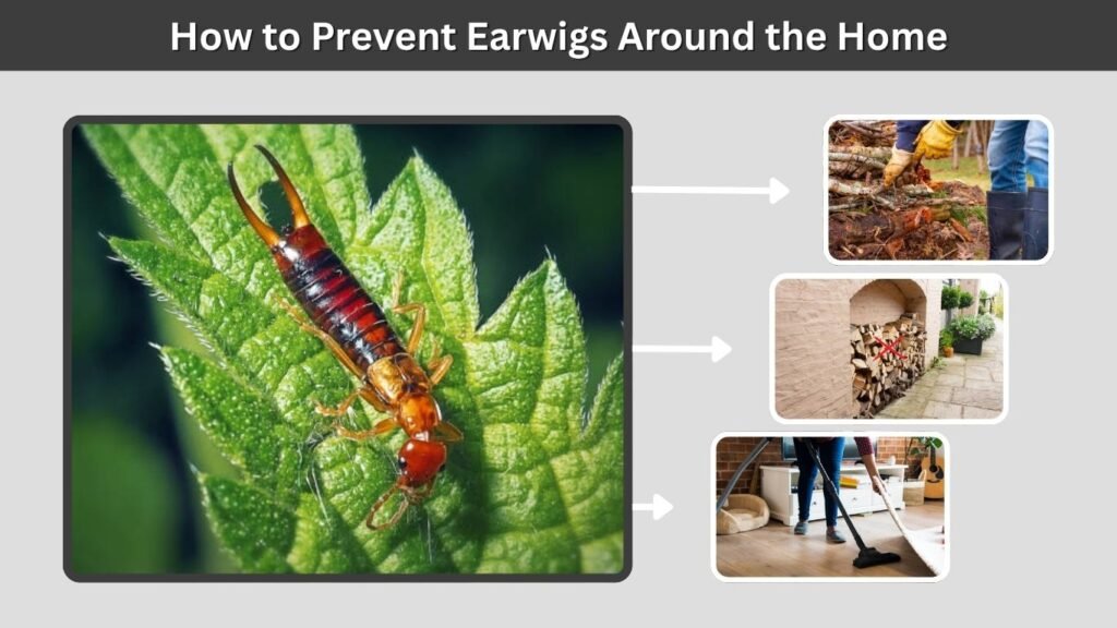 How to Prevent Earwigs Around the Home