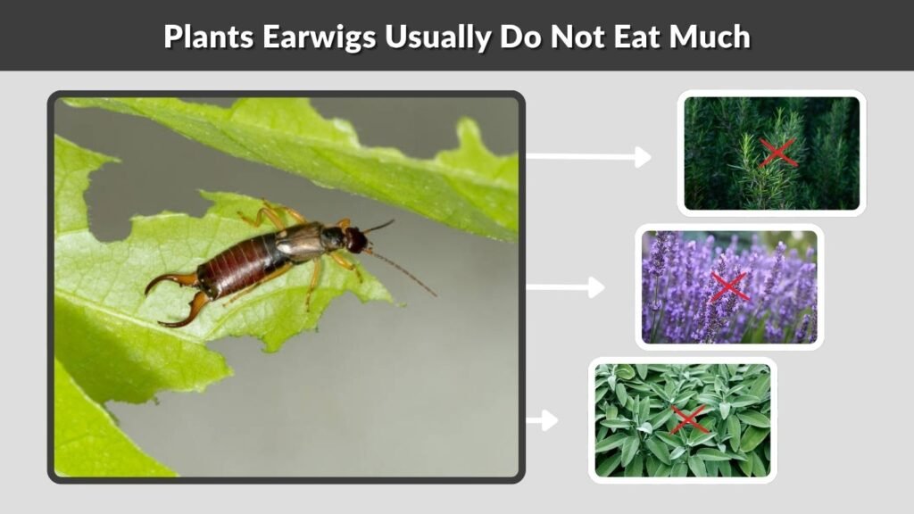 Plants Earwigs Usually Do Not Eat Much
