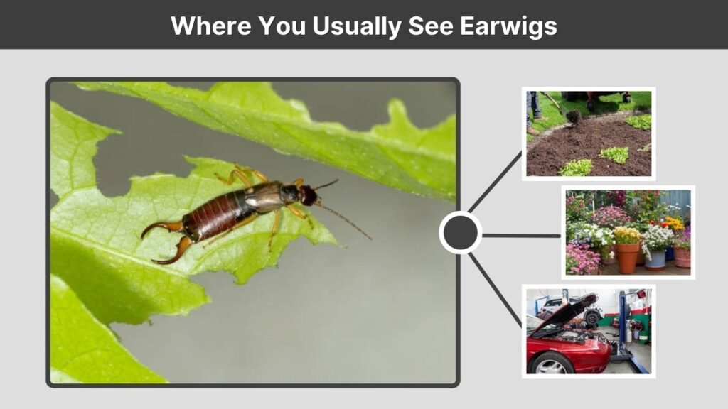 Where You Usually See Earwigs