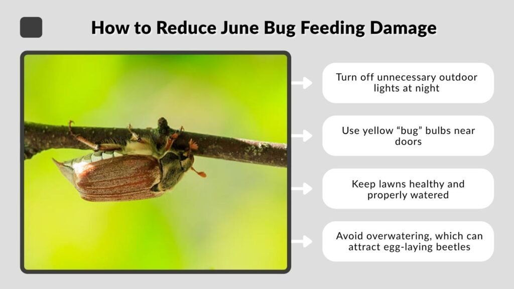 How to Reduce June Bug Feeding Damage