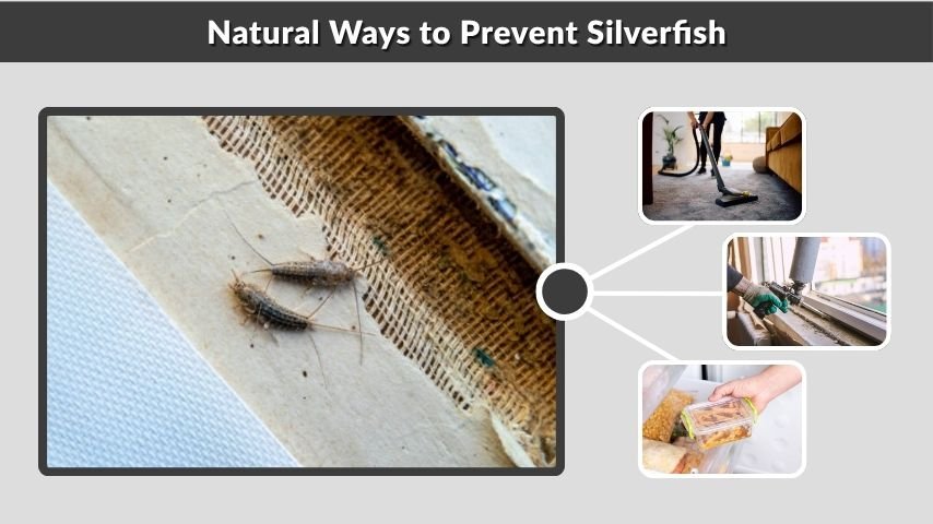 Natural Ways to Prevent Silverfish