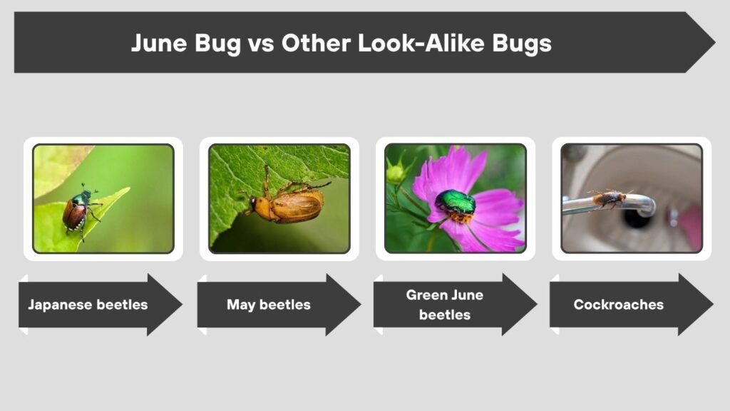 June Bug vs Other Look-Alike Bugs