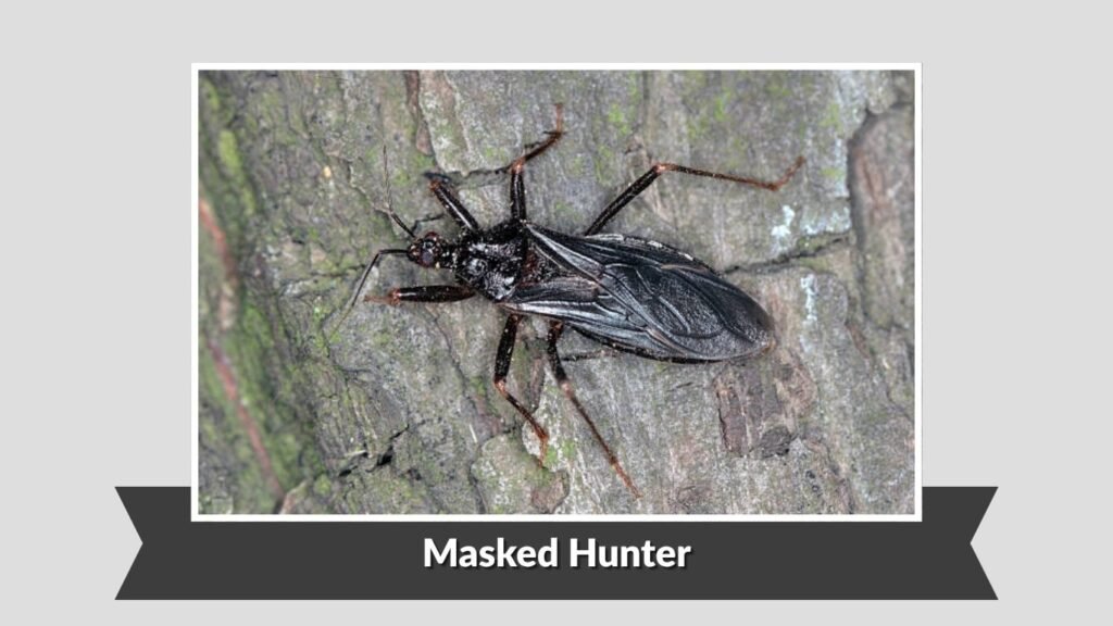 Masked Hunter