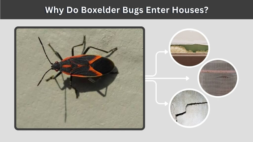 Why Do Boxelder Bugs Enter Houses?