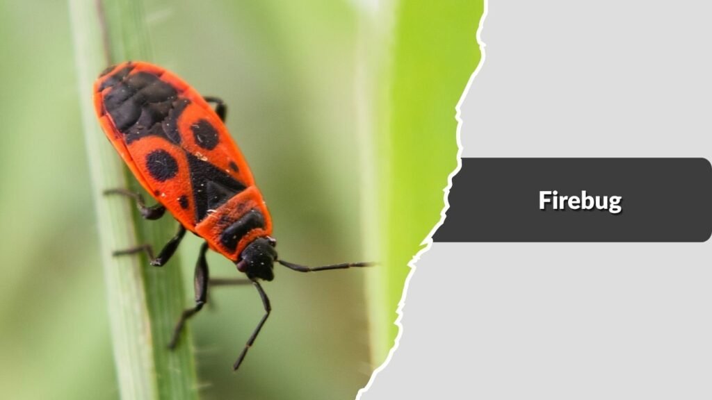 Firebug