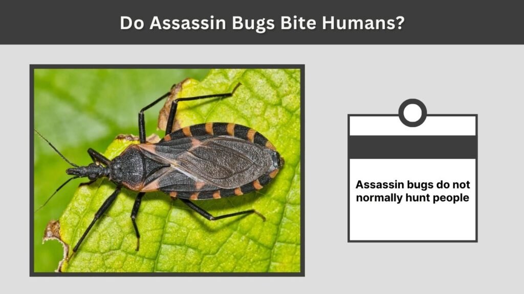Do Assassin Bugs Bite Humans?