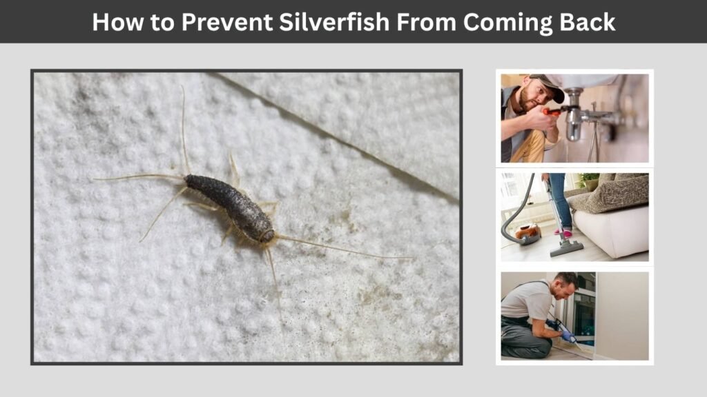 How to Prevent Silverfish From Coming Back