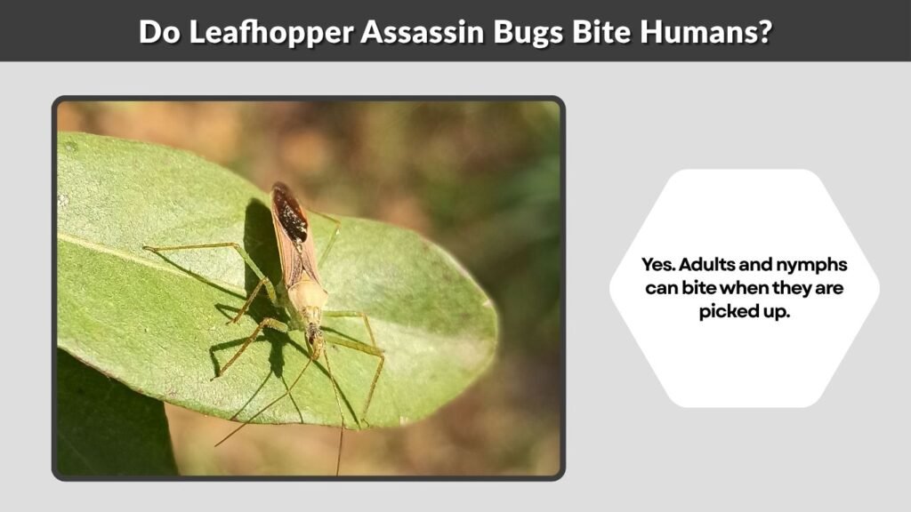 Do Leafhopper Assassin Bugs Bite Humans?