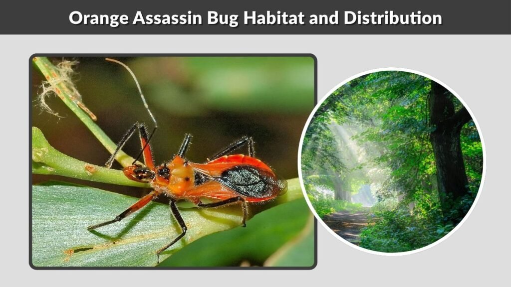 Orange Assassin Bug Habitat and Distribution