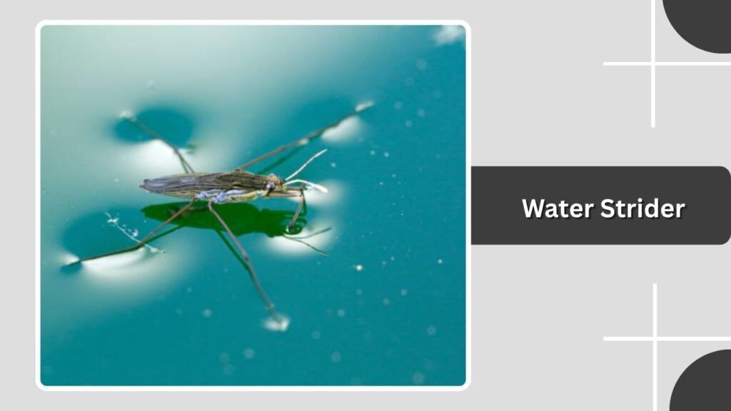 Water Strider