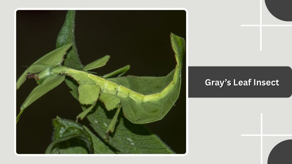Gray’s Leaf Insect