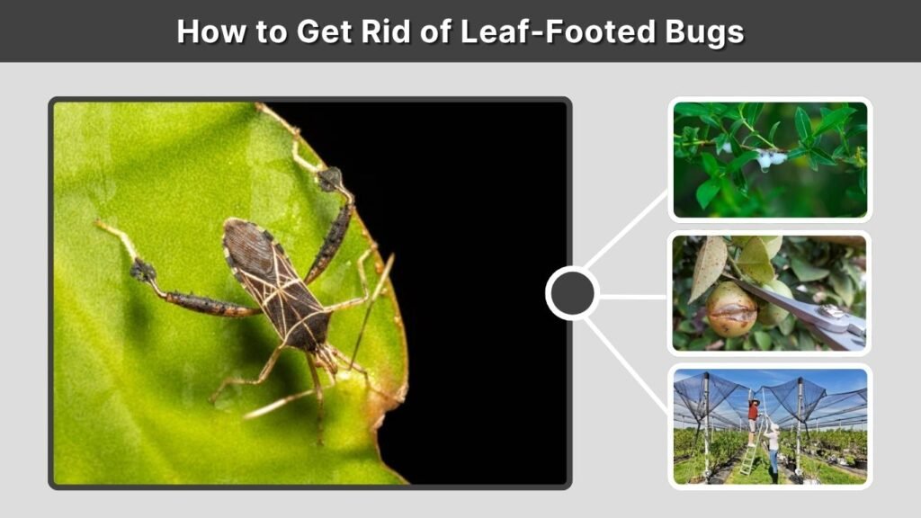 How to Get Rid of Leaf-Footed Bugs