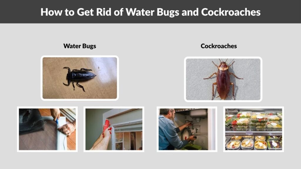 How to Get Rid of Water Bugs and Cockroaches