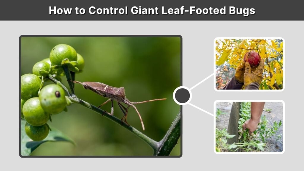 How to Control Giant Leaf-Footed Bugs