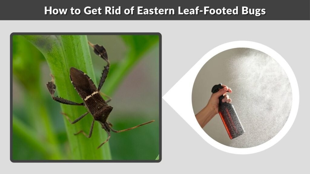 How to Get Rid of Eastern Leaf-Footed Bugs