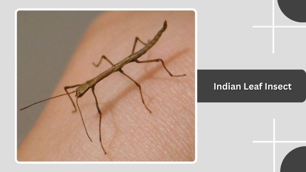 Indian Leaf Insect