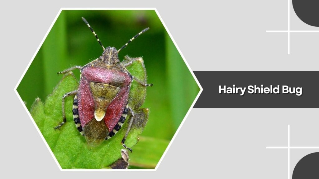 Hairy Shield Bug