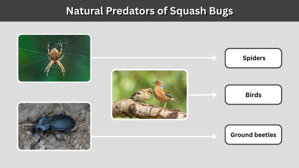 Natural Predators of Squash Bugs