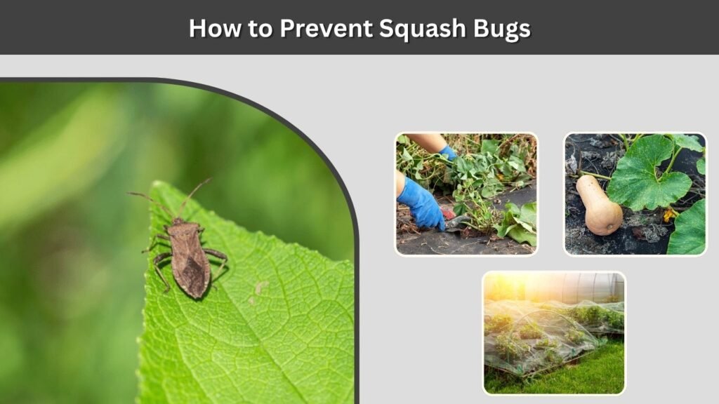 How to Prevent Squash Bugs