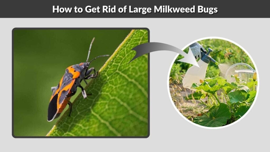 How to Get Rid of Large Milkweed Bugs
