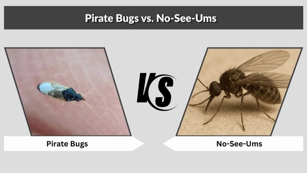 Pirate Bugs vs. No-See-Ums