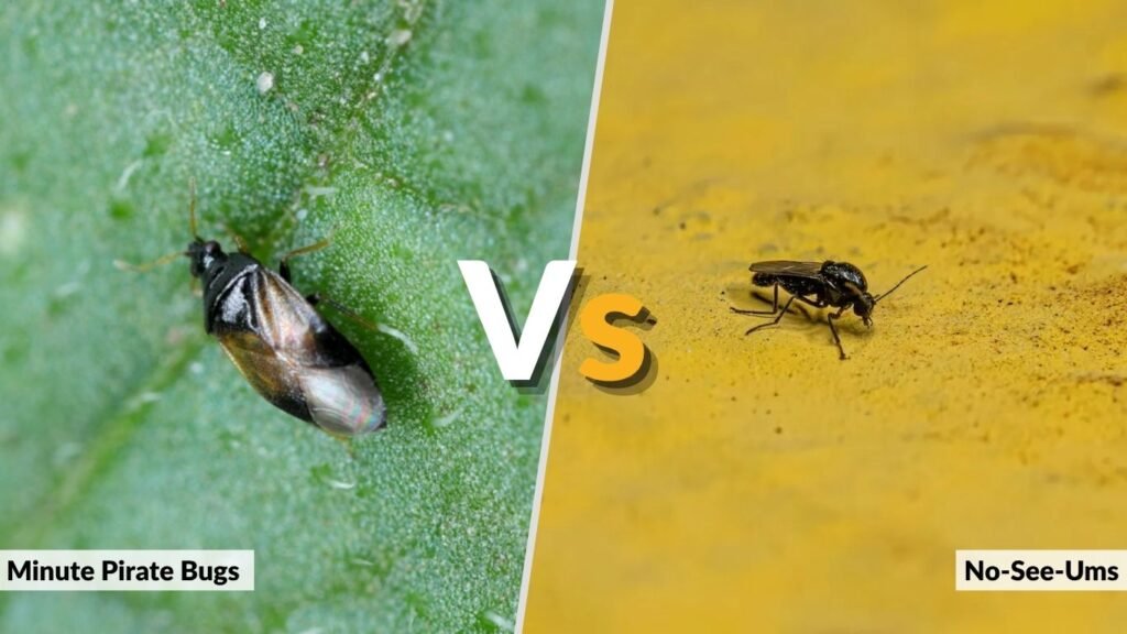 Minute Pirate Bugs vs. No-See-Ums