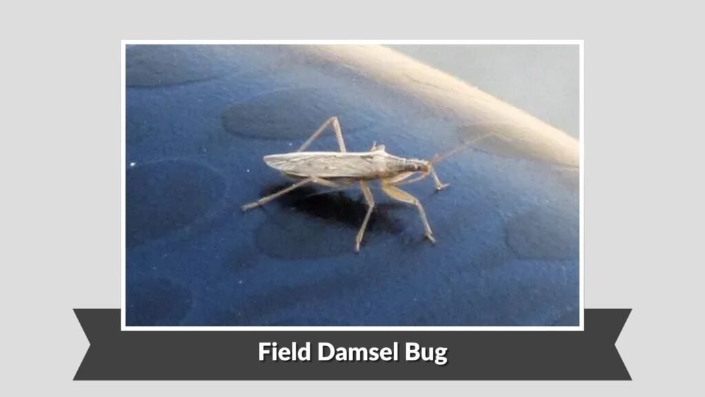 Field Damsel Bug