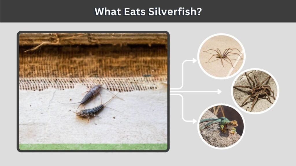 What Eats Silverfish?