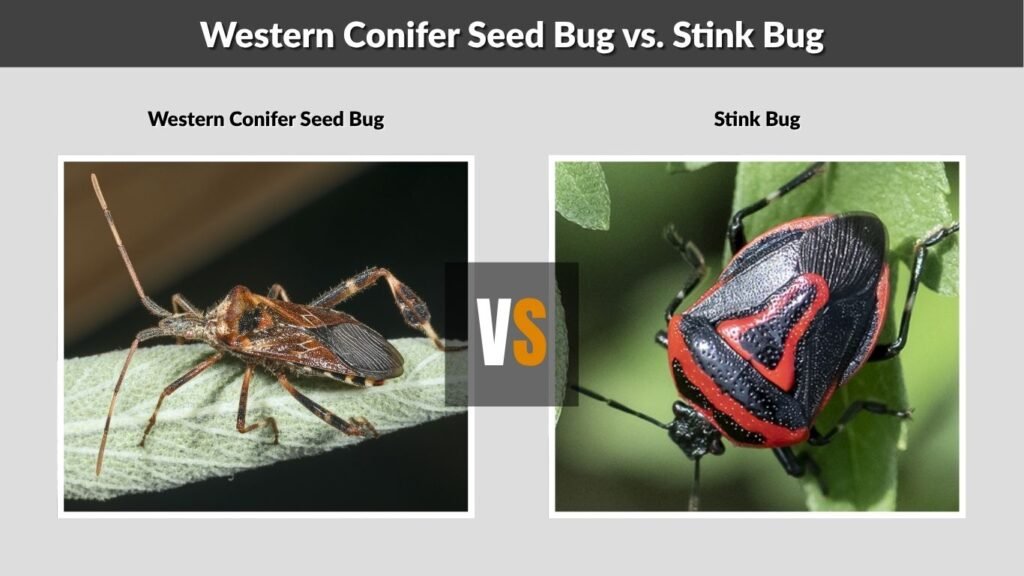 Western Conifer Seed Bug vs. Stink Bug