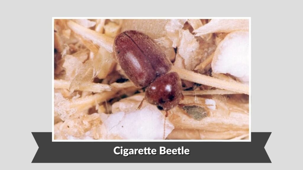 Cigarette Beetle